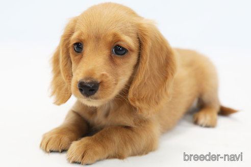 成約済の神奈川県のミニチュアダックスフンド(ロングヘアード)-332244の3枚目